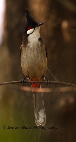 Red-Whiskered Bulbul
Seen in the grounds of the Chinese University.